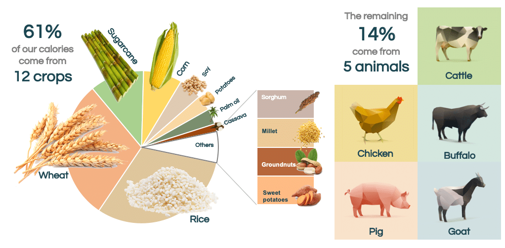 The 12 crops and 5 animals that feed us - The Nutritional Paradox