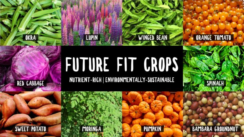 Imagining the future with the Food System Vision Prize 2020